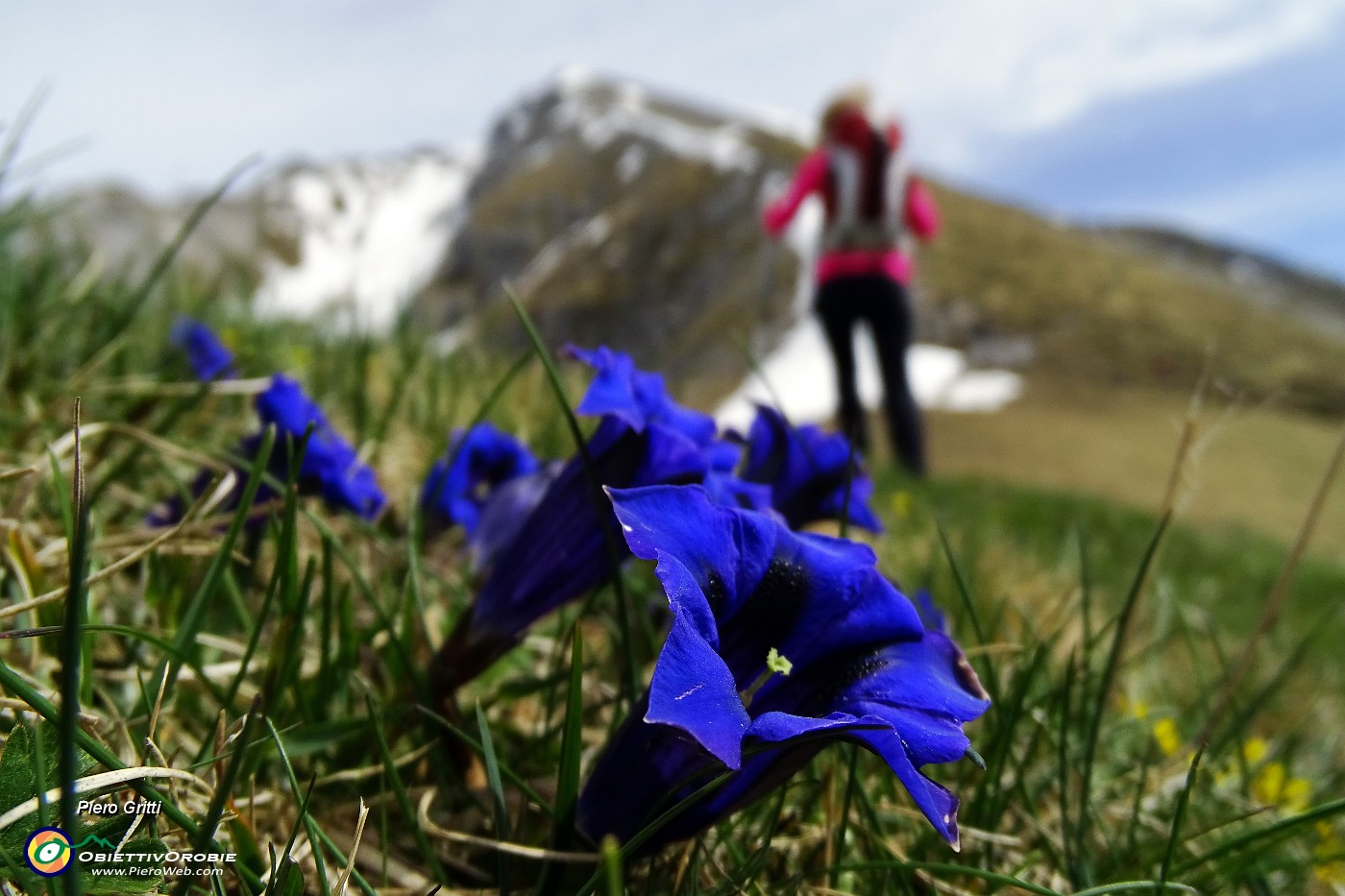 26 Genziana di Clusius [Gentiana clusii] con vista in Arera.JPG -                                